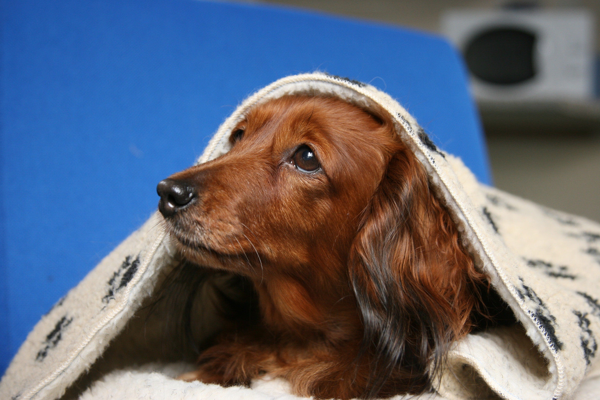 Dog discount storm anxiety